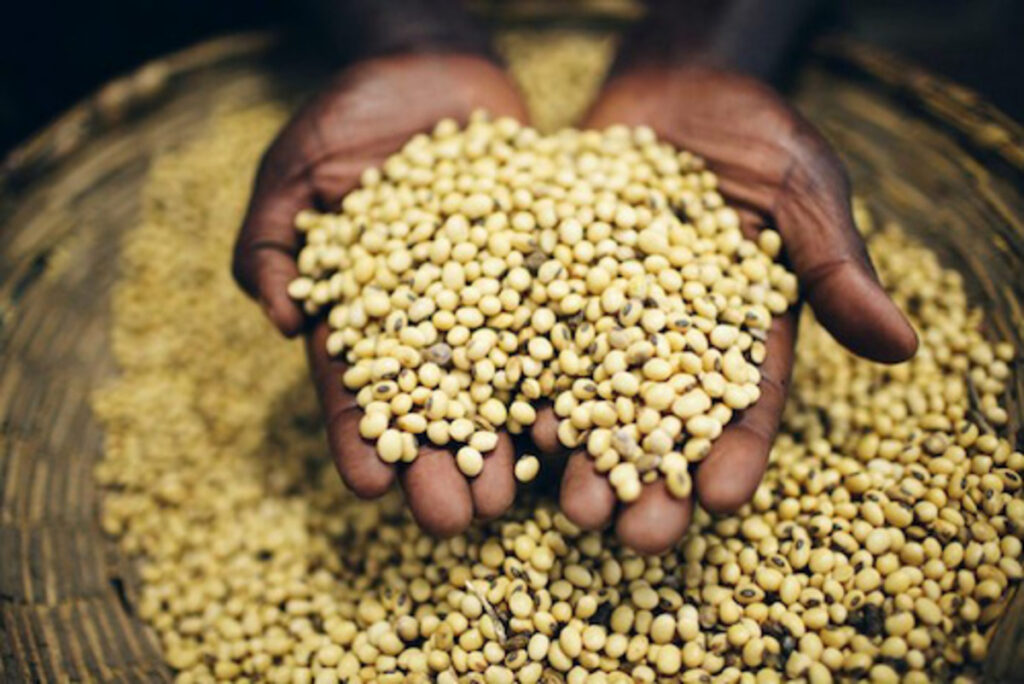 Togo : campagne de commercialisation du soja, voici les prix fixés