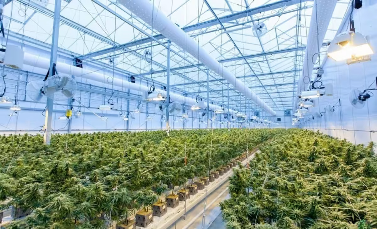 cannabis thérapeutique : le Ghana veut révolutionner le domaine