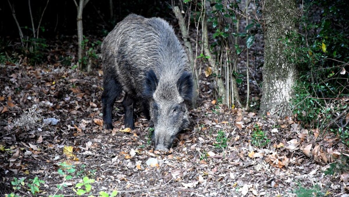 Espagne : la peste porcine africaine gagne du terrain et approche de Barcelone