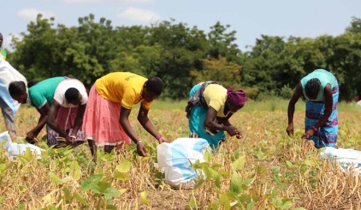 ONG Farm Africa