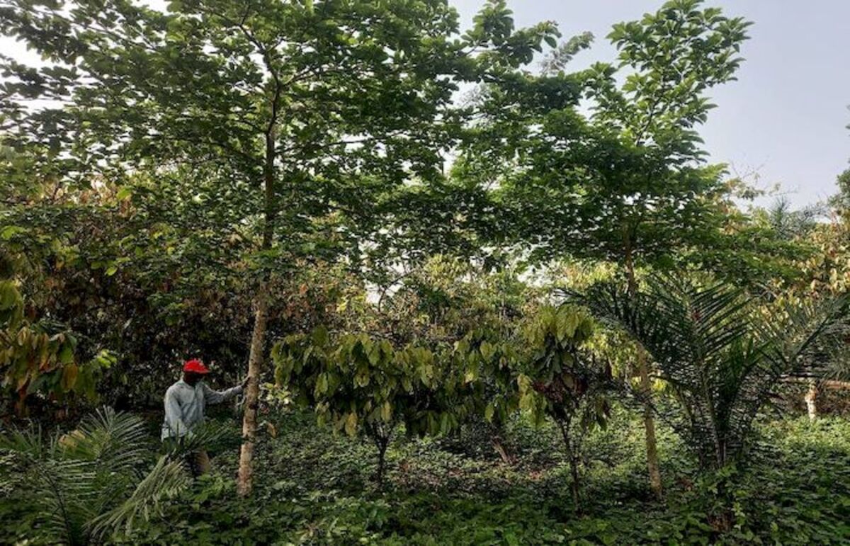 Campagne 2026 : le Togo accélère sa révolution verte vers le milliard d’arbres