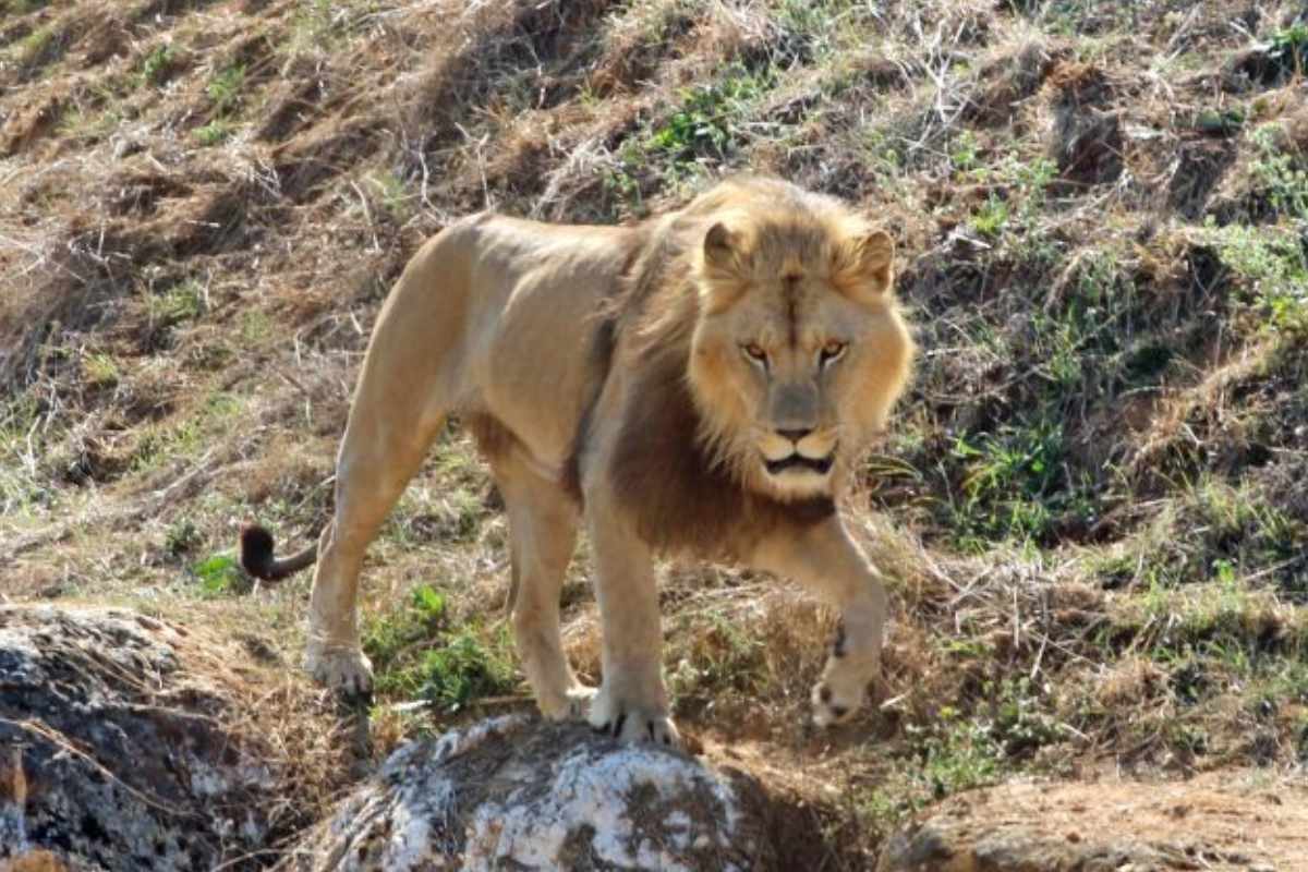 togo lion