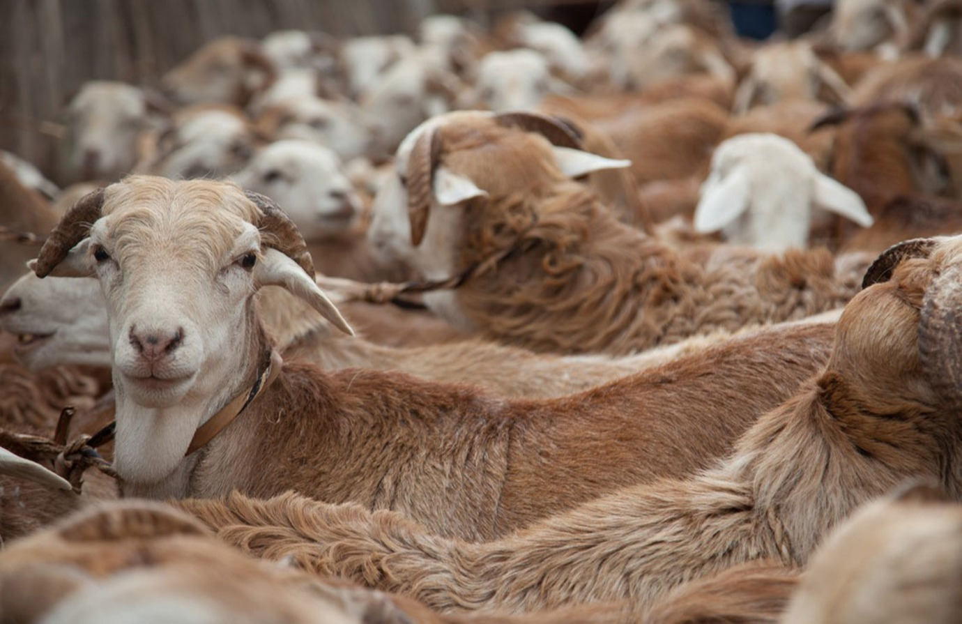Production animale intelligente : formation gratuite de la FAO
