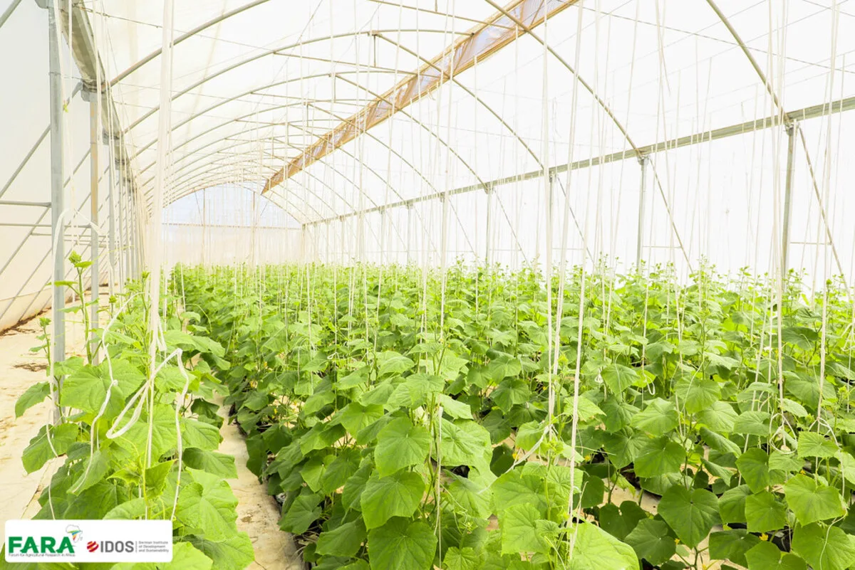 Le Forum pour la recherche agricole en Afrique recrute - 5 octobre 2026