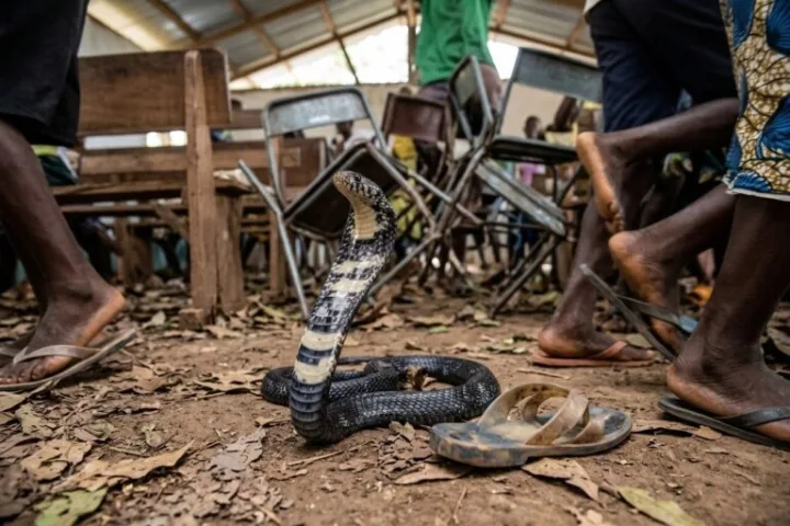 Bénin : un serpent s’invite dans une église et sème la panique en plein culte
