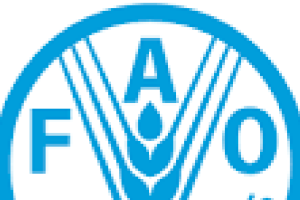 Programme de boursiers pour les bureaux régionaux sous-régionaux, nationaux, de liaison et le siège de la FAO