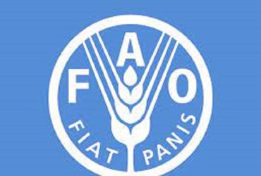 Programme de stages pour l'Afrique (RAF) du Bureau de la FAO 2023
