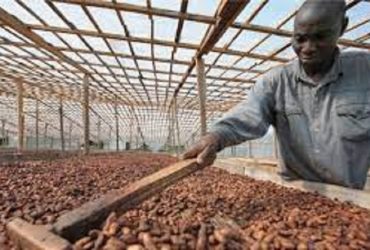 Togo opportunité d'affaire du CCFCC pour les producteurs de Café et Cacao